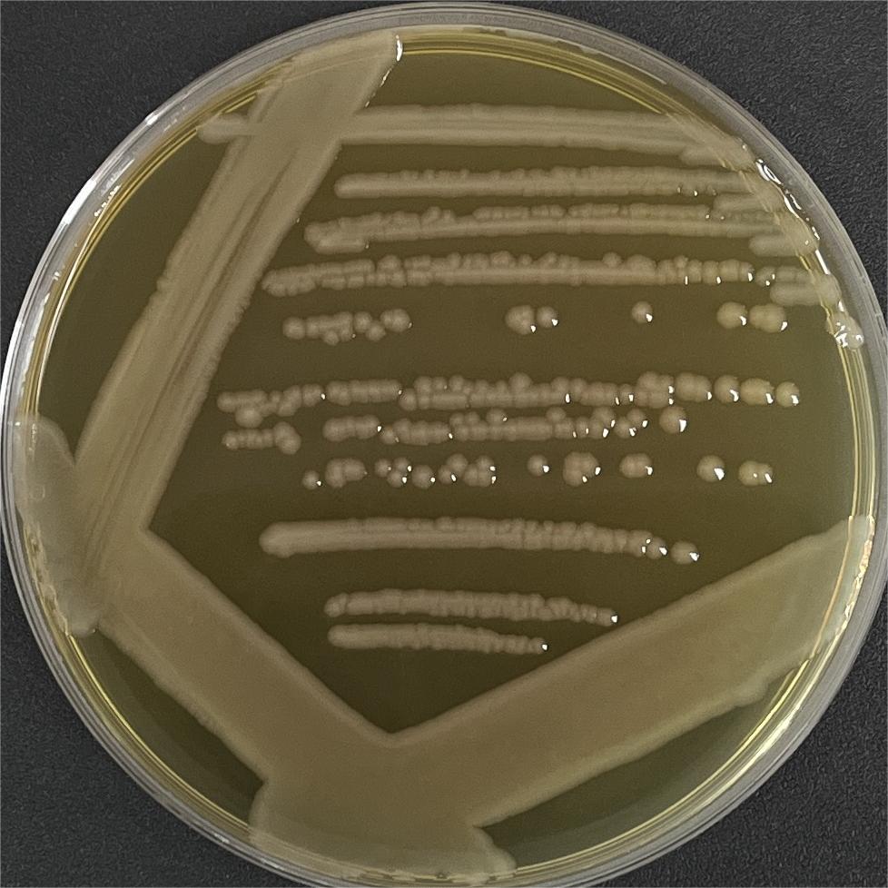 Salmonella enterica subsp. enterica-BNCC