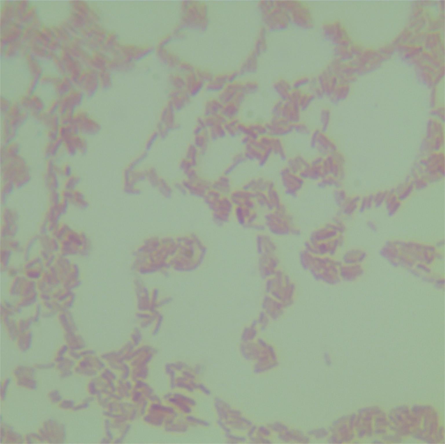 Salmonella enterica subsp. enterica-BNCC