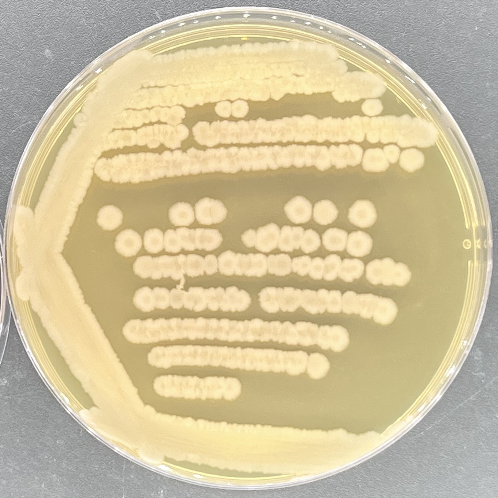 Bacillus subtilis-BNCC