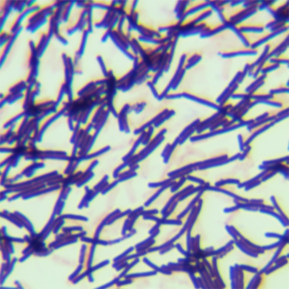 Bacillus subtilis-BNCC