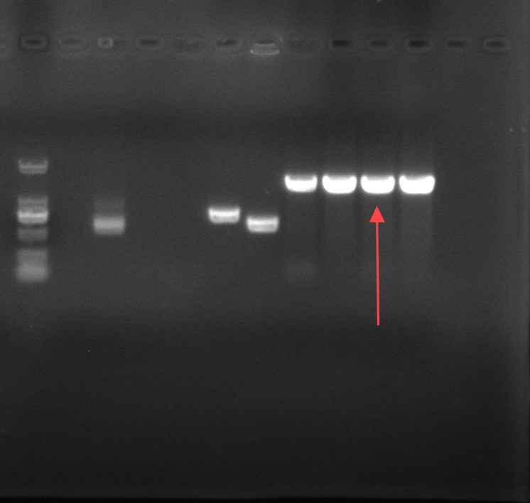 Helicobacter pylori reference substance (Chemical inactivation) (strongly positive)-BNCC