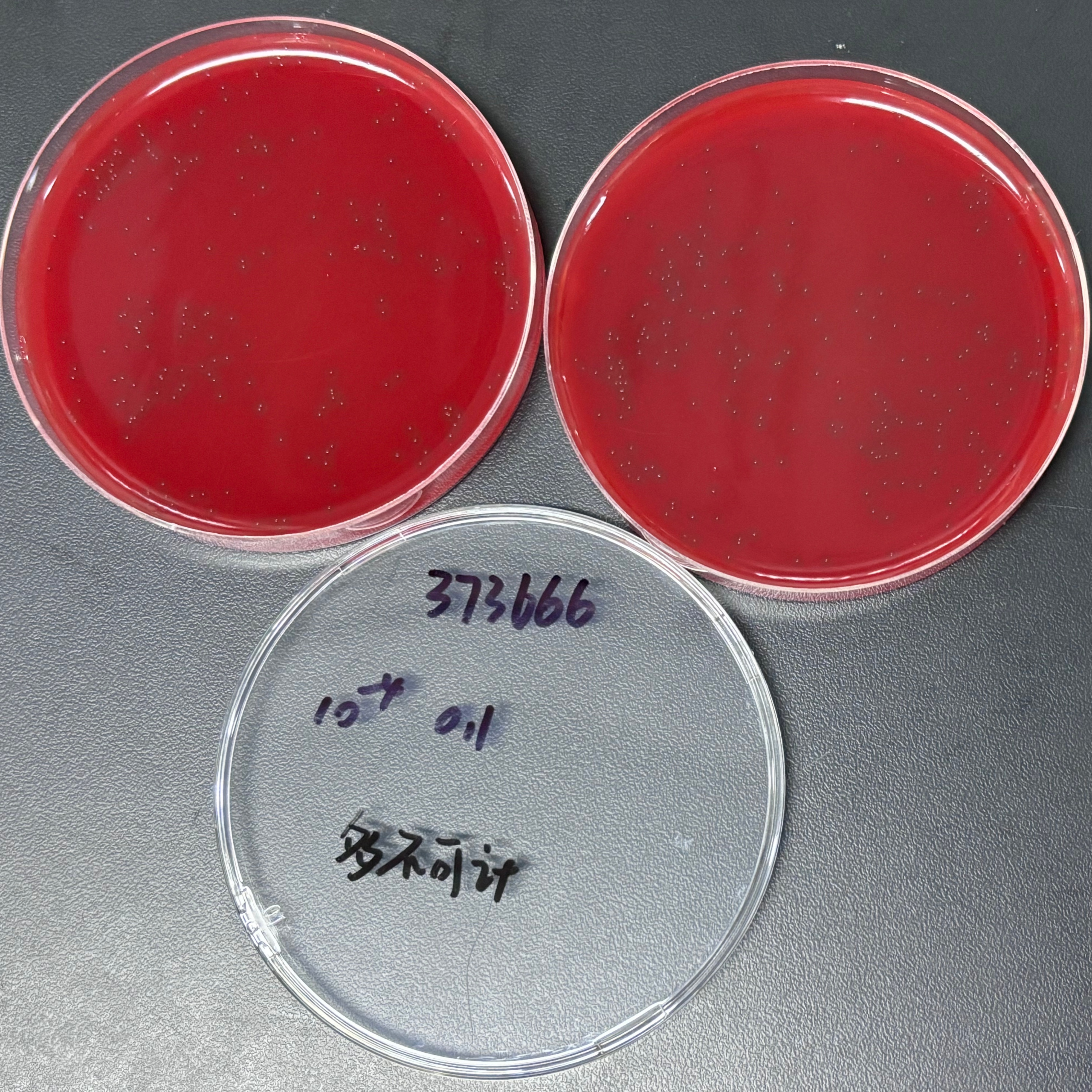 Streptococcus pneumoniae-BNCC