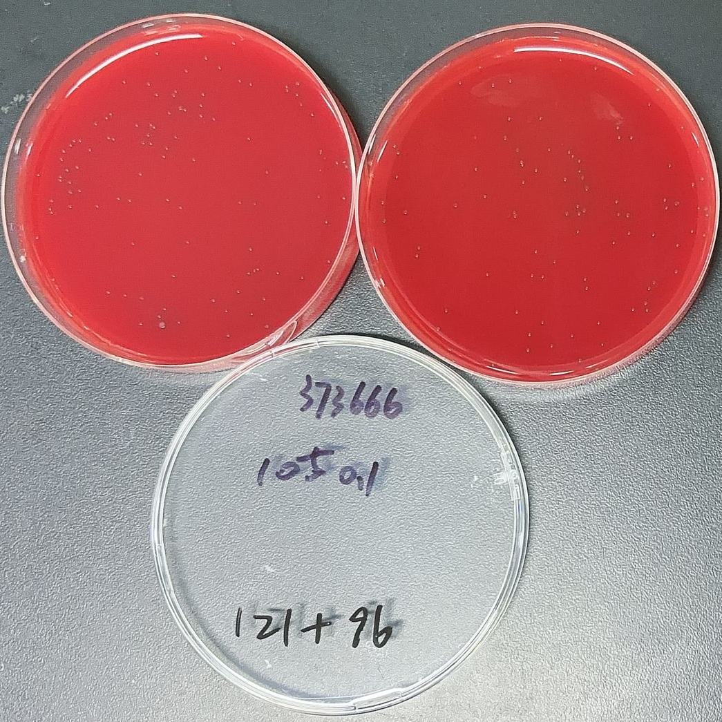 Streptococcus pneumoniae-BNCC