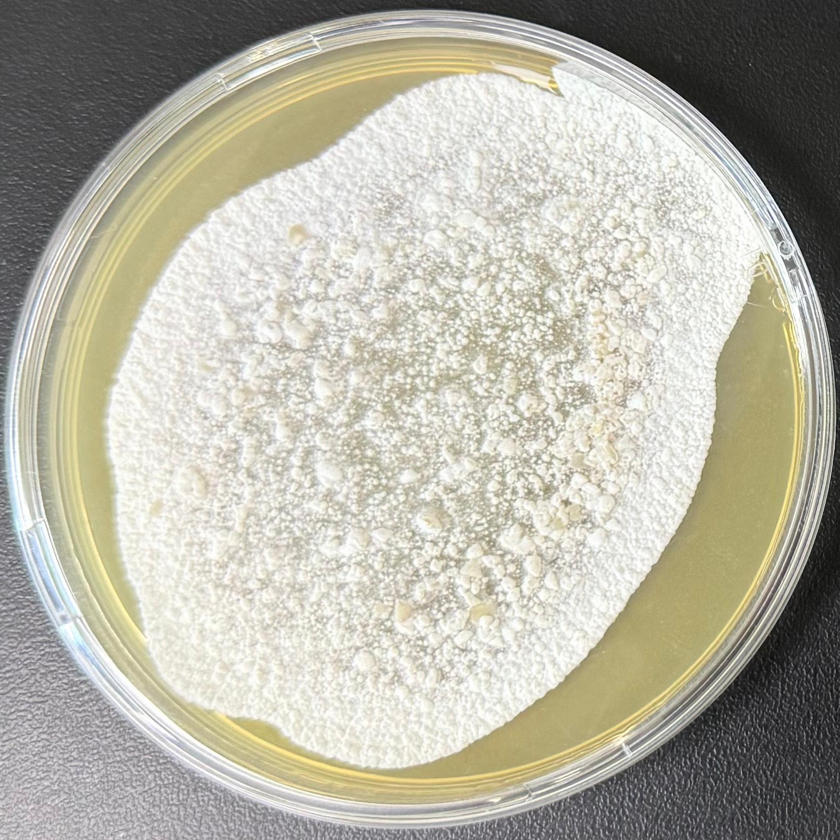 Streptomyces dermann-BNCC