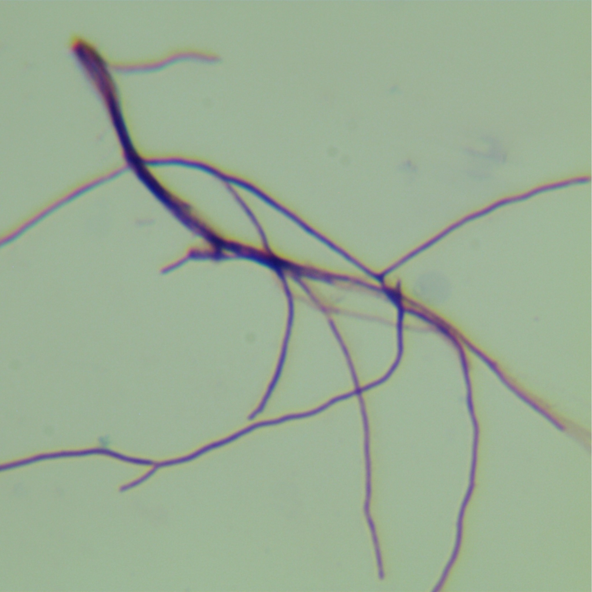 Streptomyces dermann-BNCC