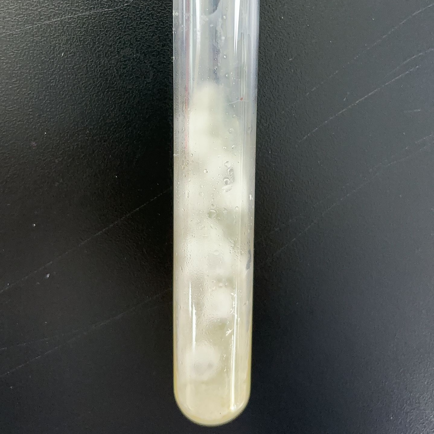 Sharp tip sporozoite fungus-BNCC