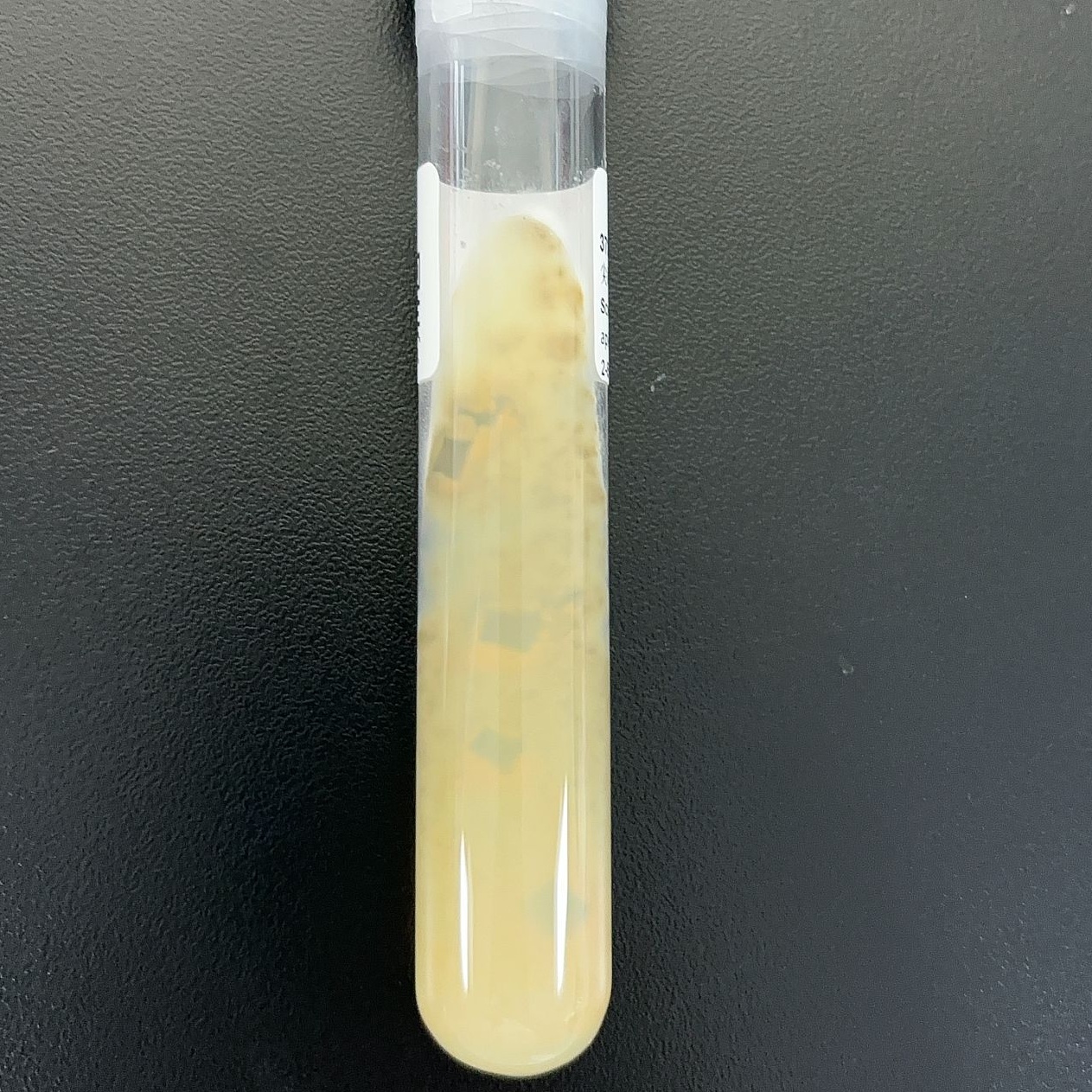 Sharp tip sporozoite fungus-BNCC