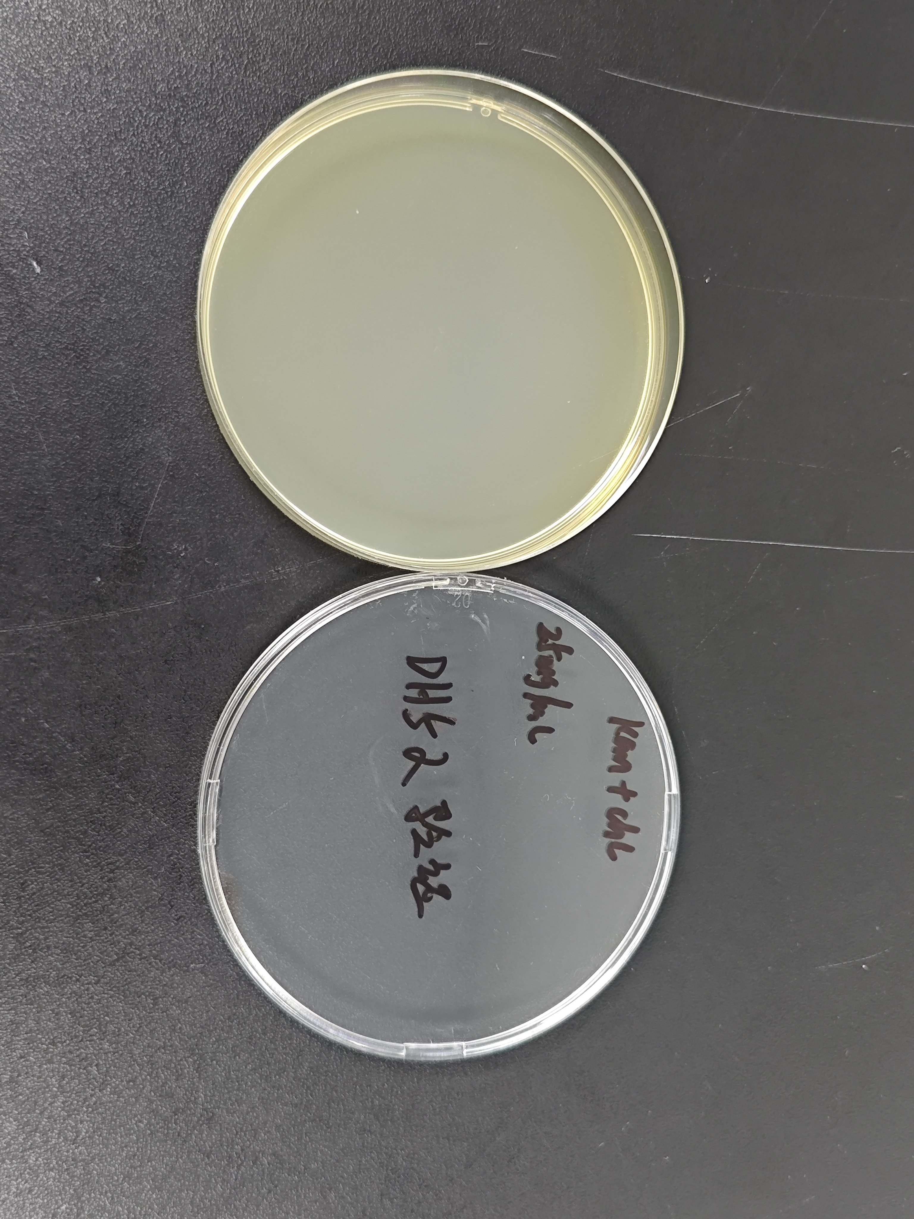 Escherichia coli ET12567 (pUZ8002) chemocompetent cells-BNCC