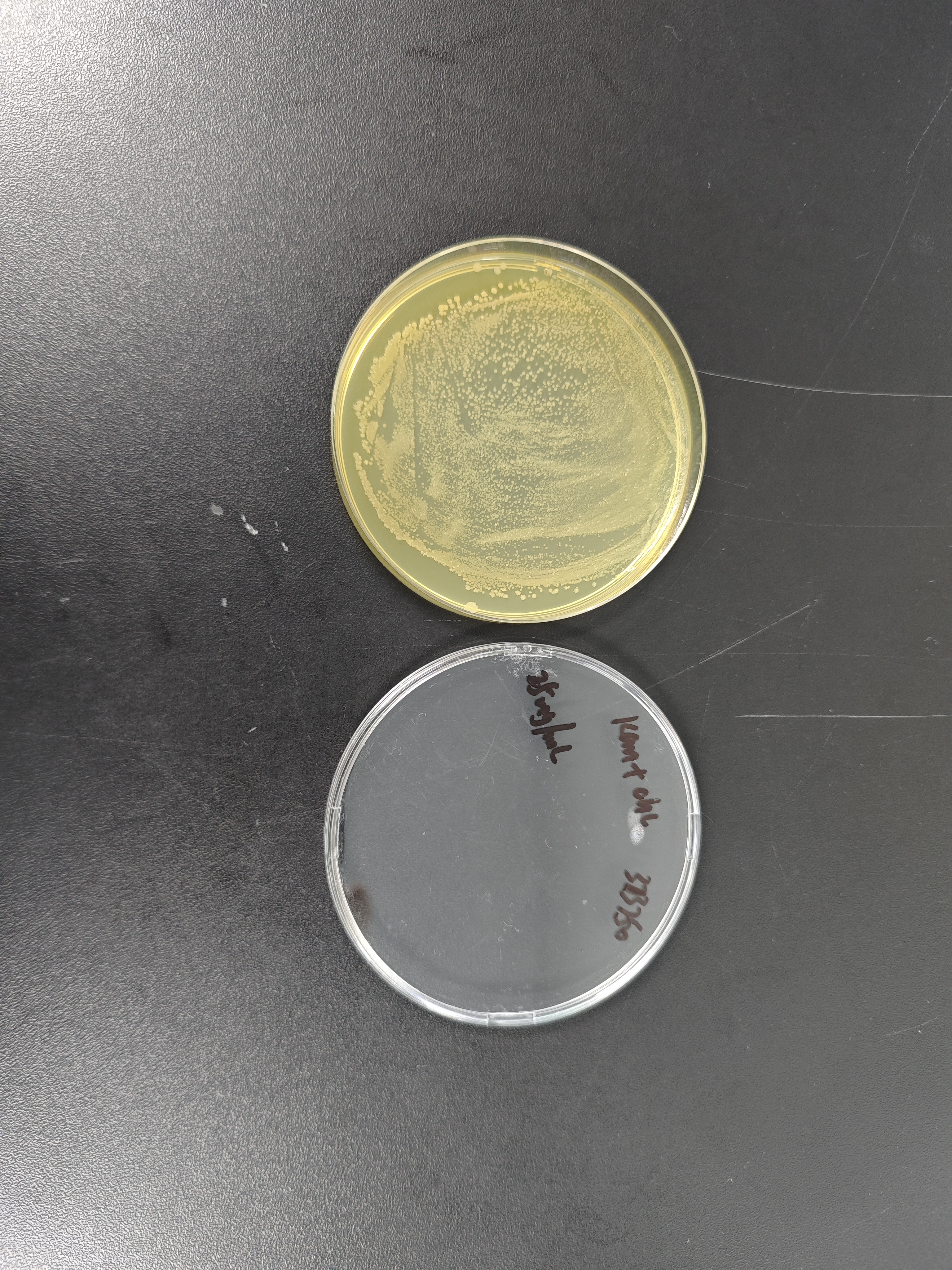 Escherichia coli ET12567 (pUZ8002) chemocompetent cells-BNCC