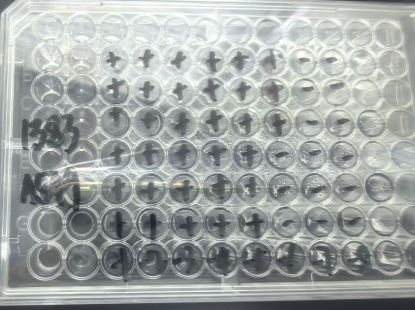 Human Herpesvirus 1-BNCC