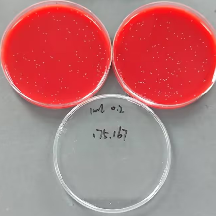 Group B Streptococcus Quantified Strain-BNCC