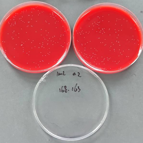 Group B Streptococcus Quantified Strain-BNCC