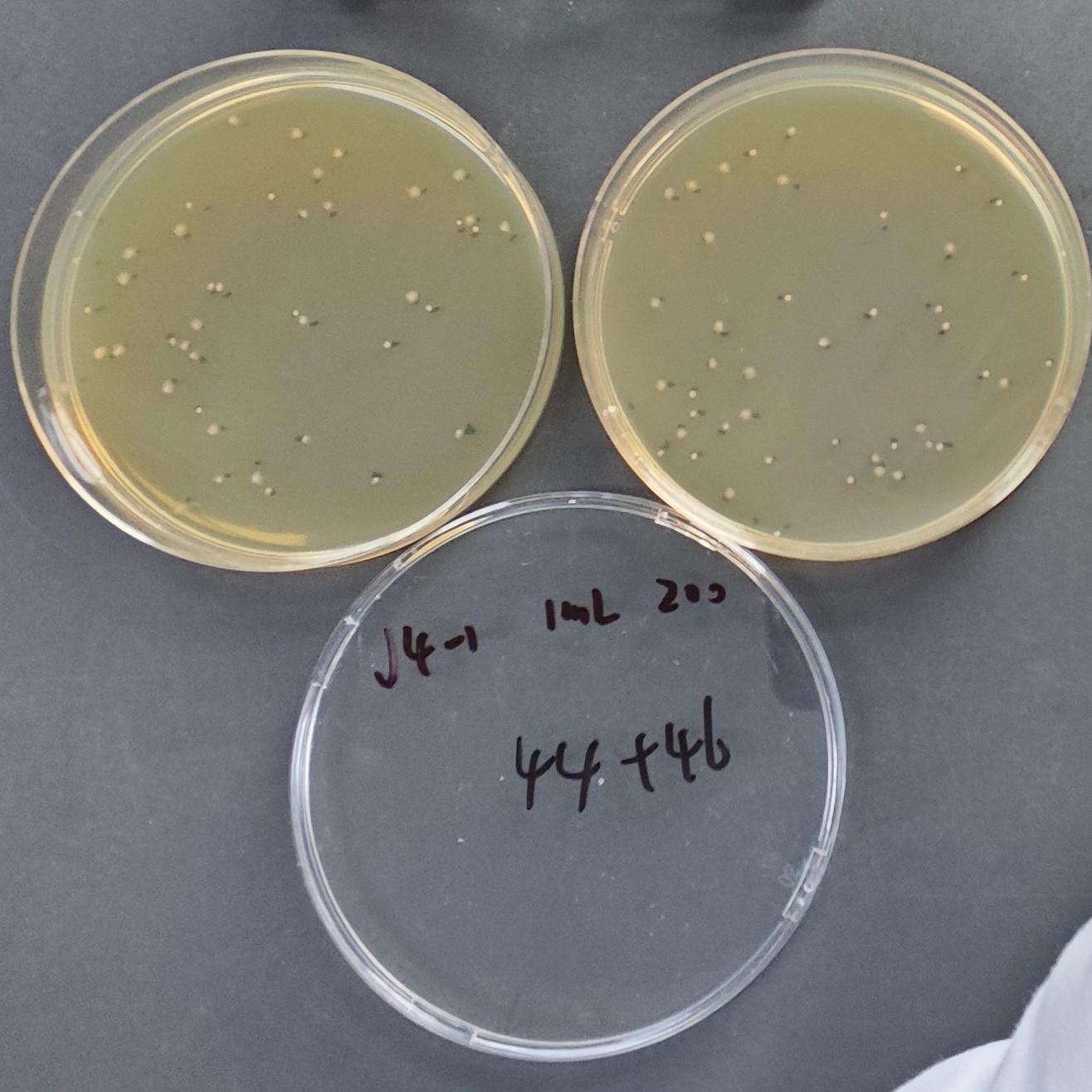 Quantitative Strain of Shigella dysenteriae-BNCC