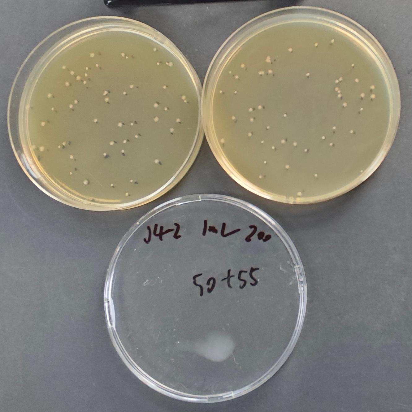 Quantitative Strain of Shigella dysenteriae-BNCC