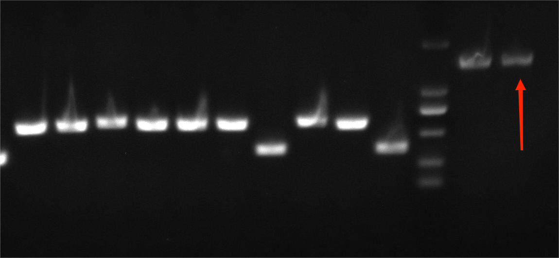 Helicobacter pylori reference substance (Chemical inactivation) (strongly positive)-BNCC