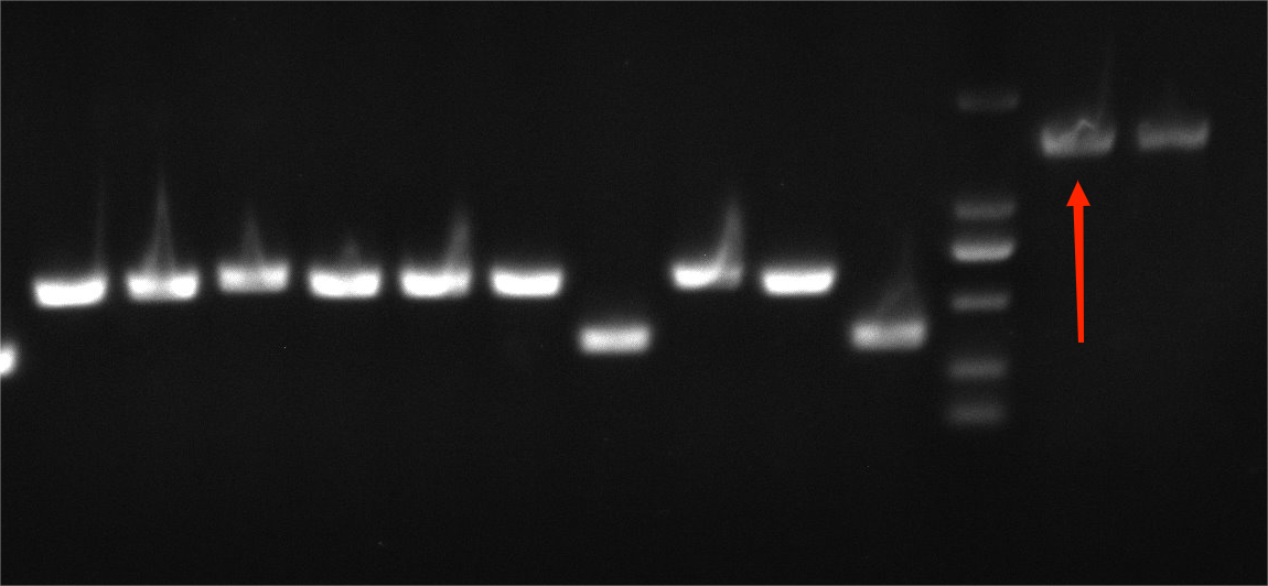 Helicobacter pylori reference substance (Chemical inactivation) (strongly positive)-BNCC