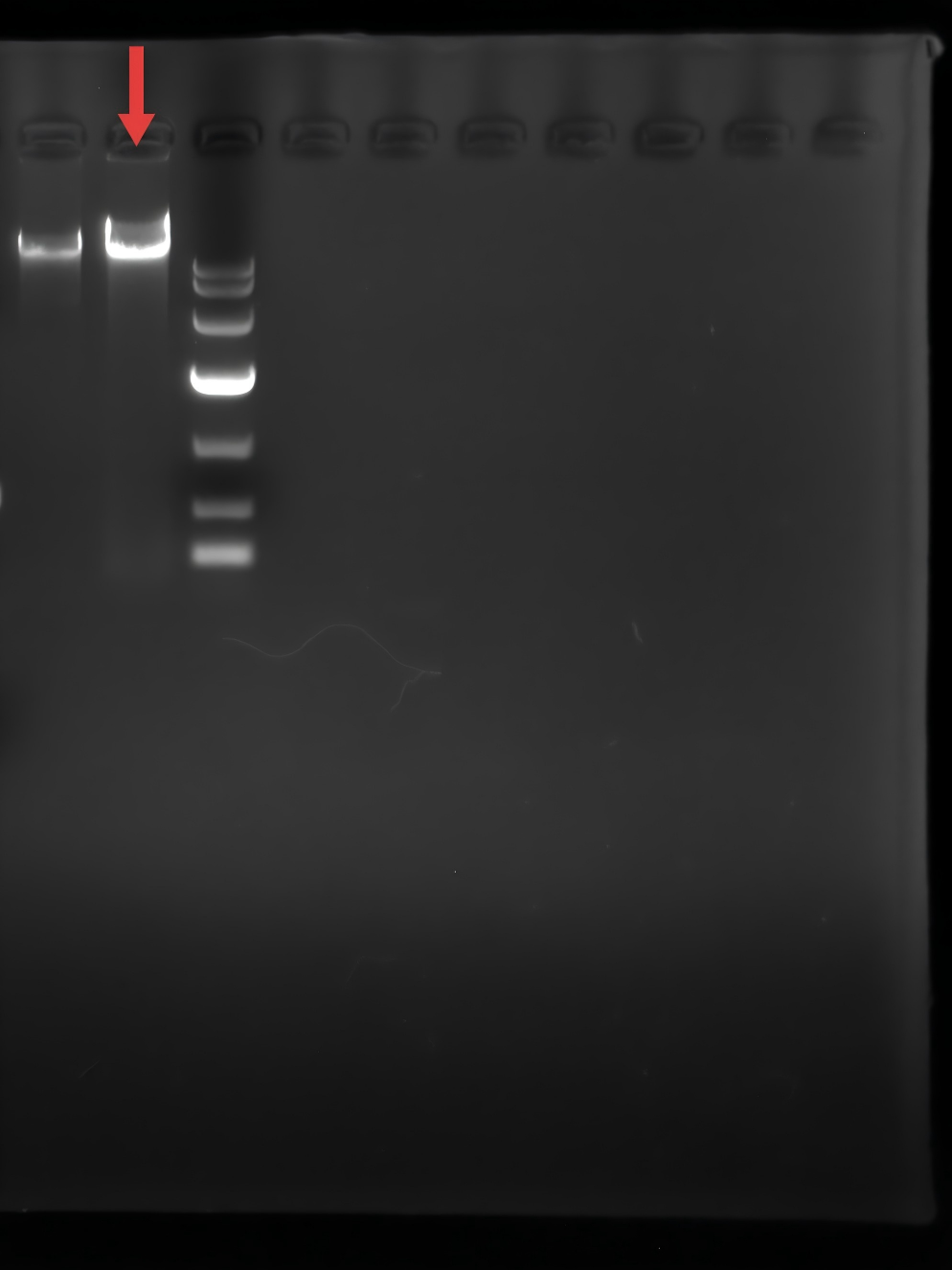 Genomic DNA of Legionella Bozeman-BNCC
