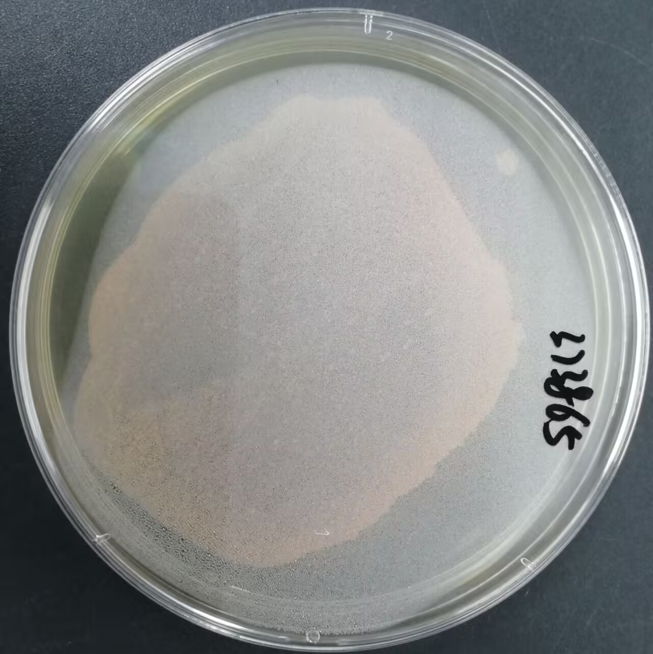 Red Streptococcus-BNCC