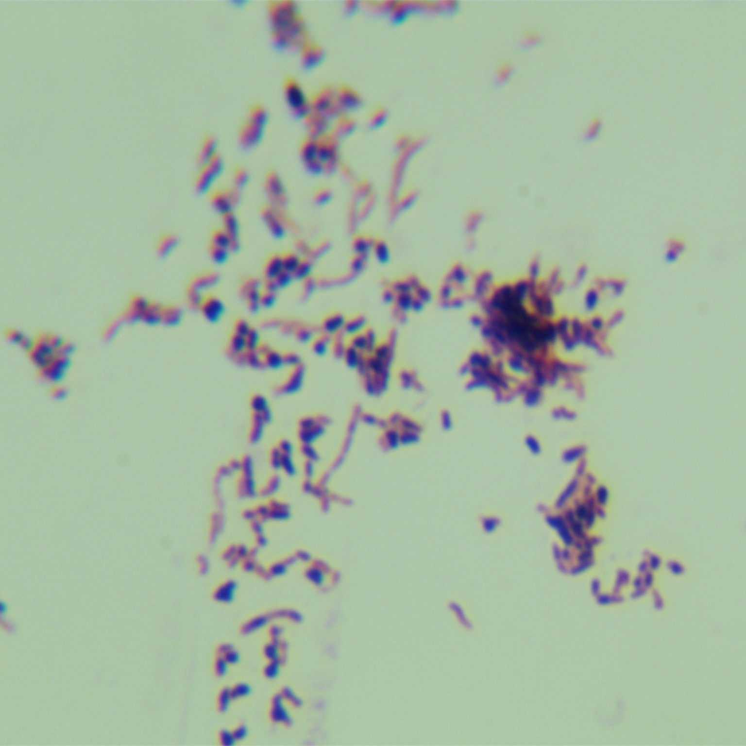 Red Streptococcus-BNCC