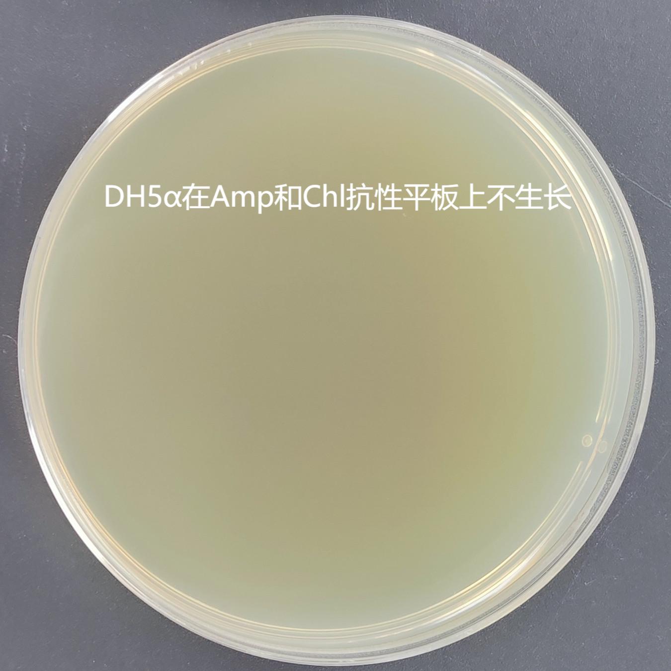 Rosetta (DE3) chemocompetent cells-BNCC