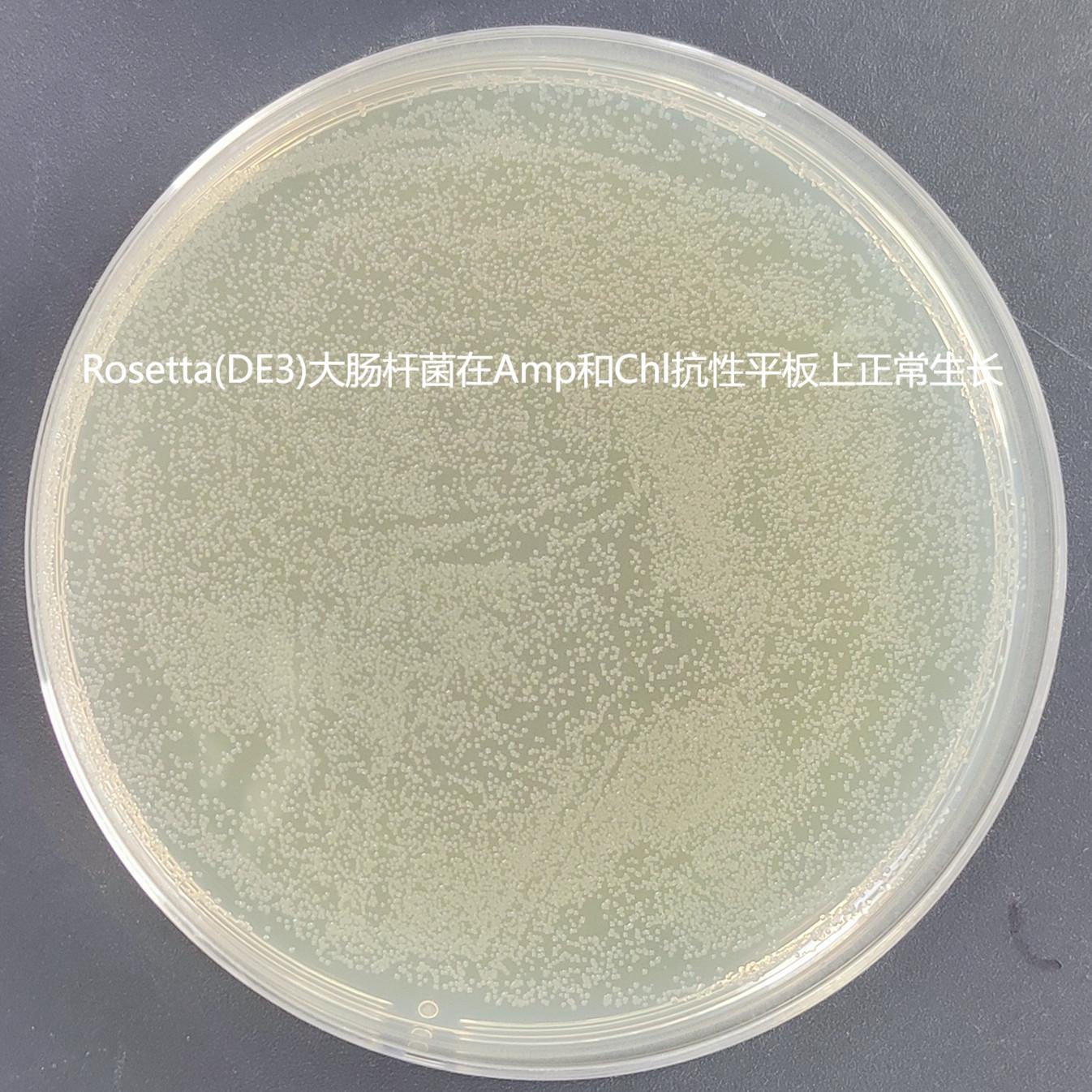 Rosetta (DE3) chemocompetent cells-BNCC