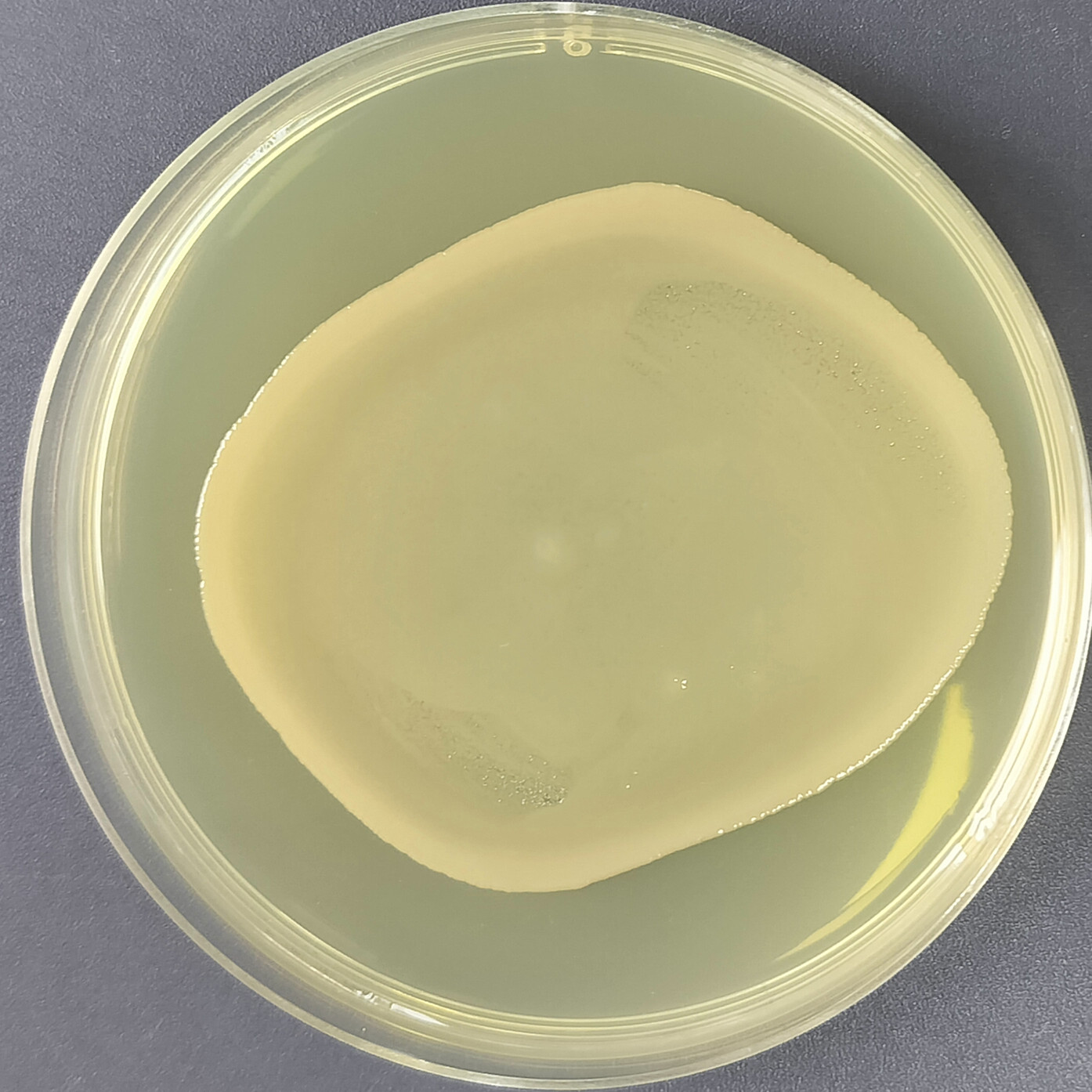 Different odorous pseudomonas-BNCC