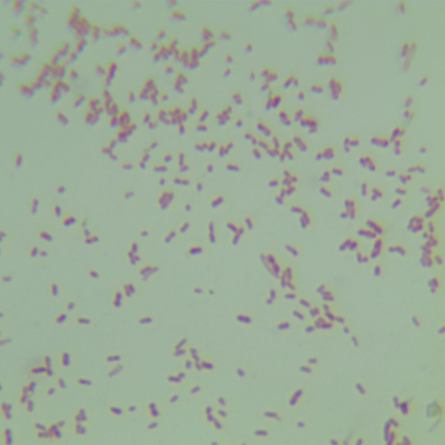Different odorous pseudomonas-BNCC