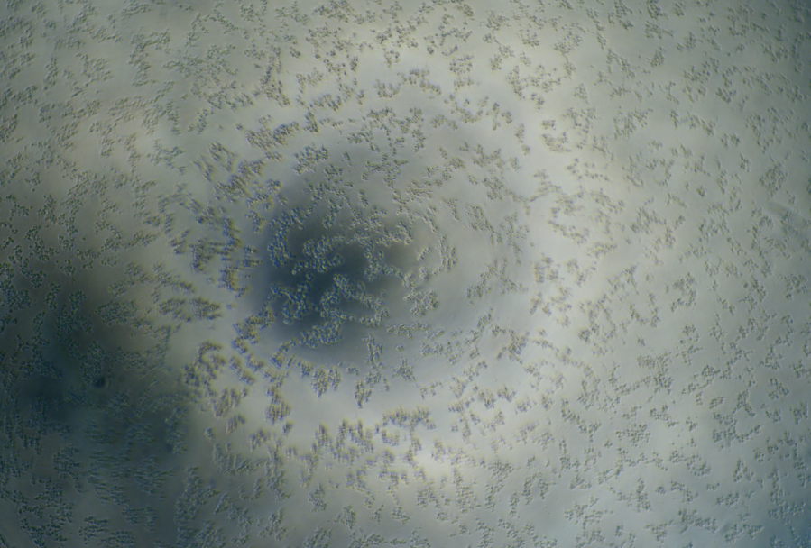 Mayaro virus-BNCC