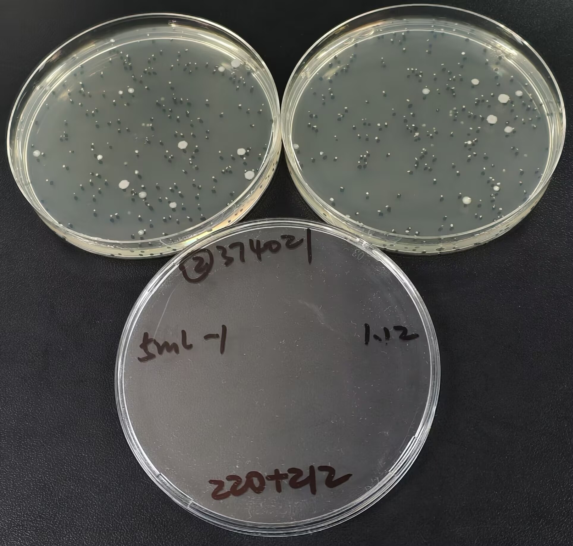 Total bacterial count standard substance in water quality-BNCC