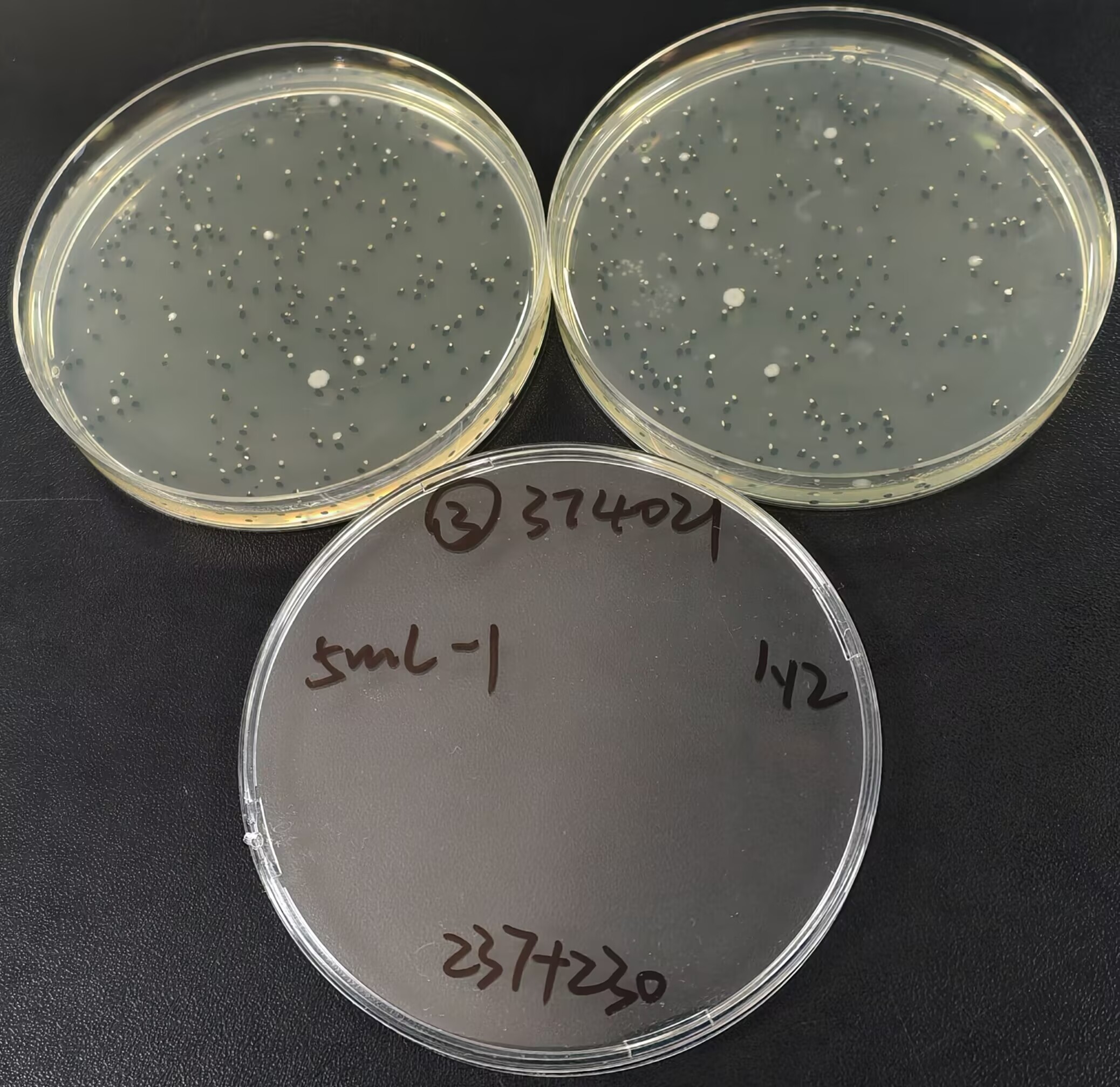 Total bacterial count standard substance in water quality-BNCC