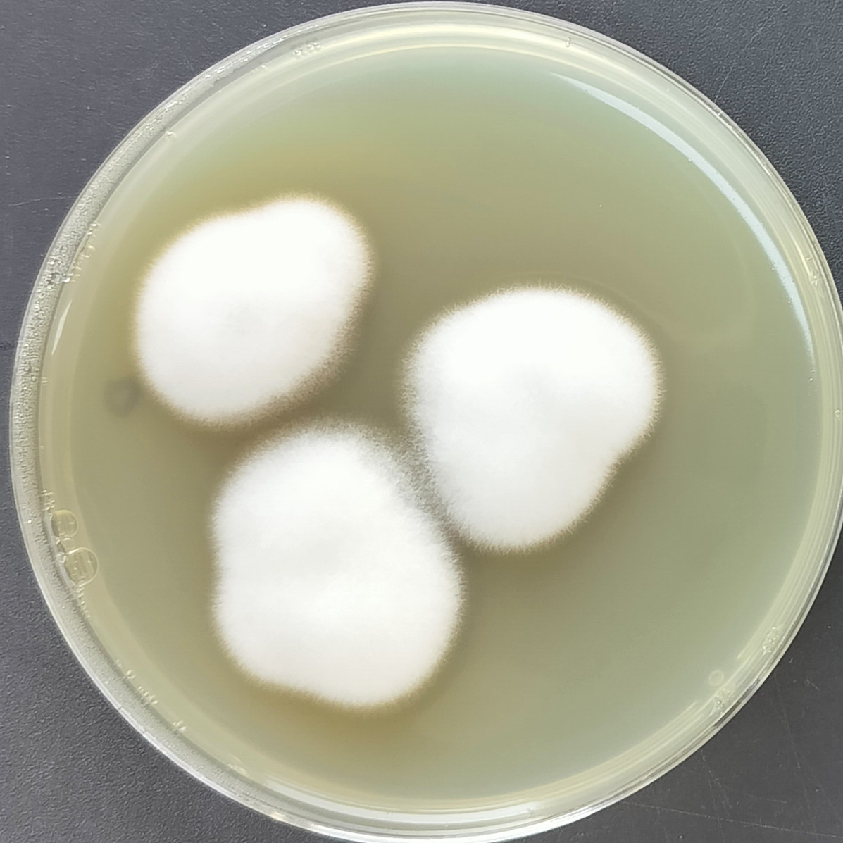 Verticillium dahliae-BNCC