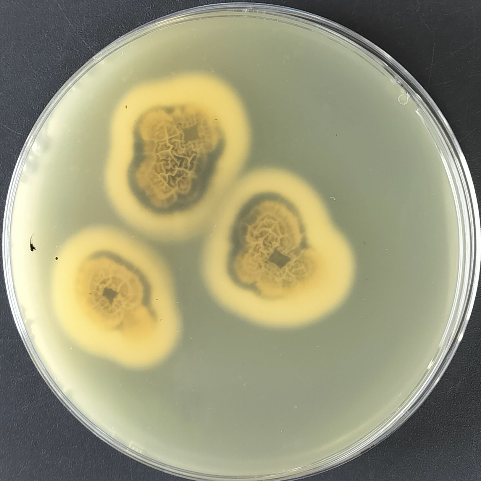 Verticillium dahliae-BNCC