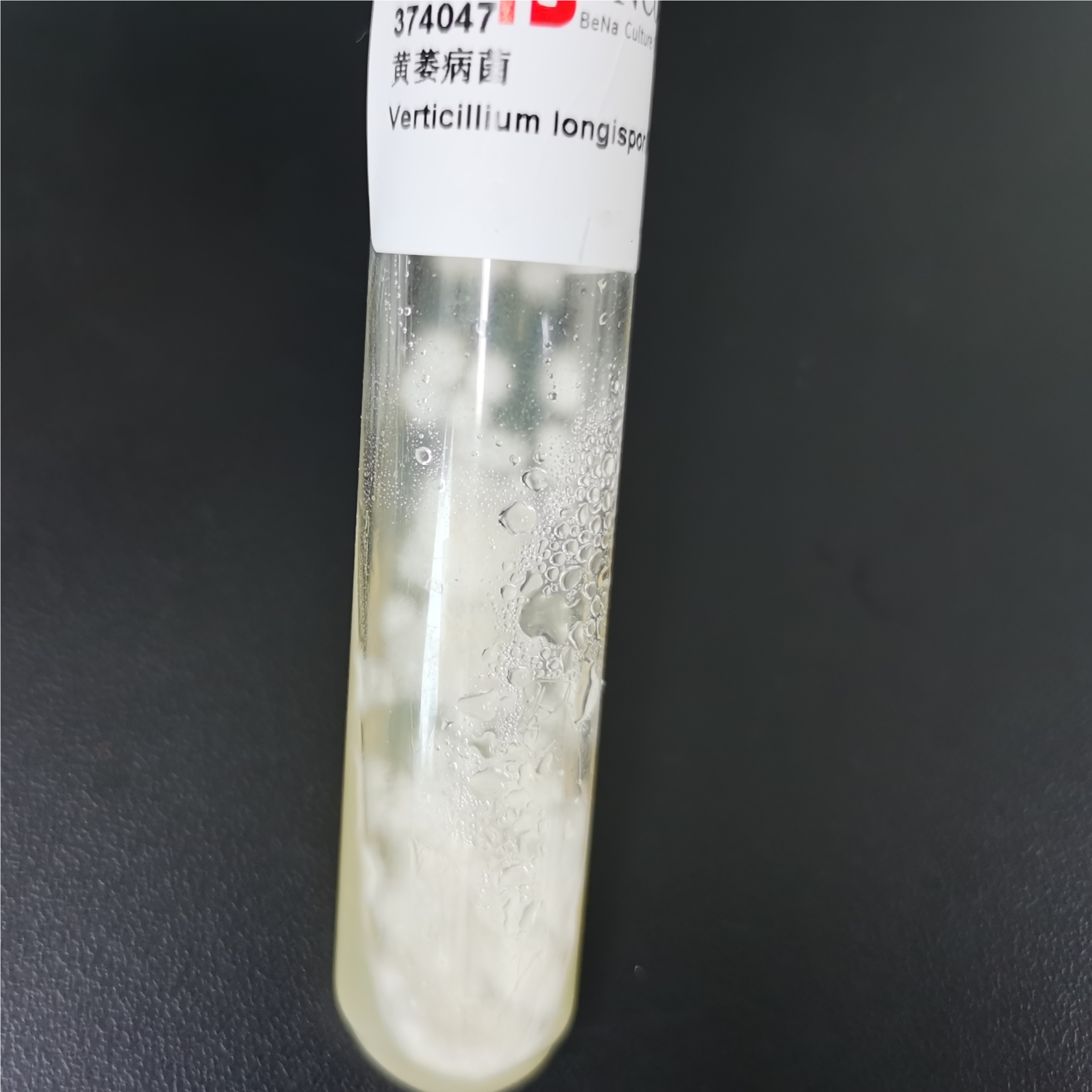 Verticillium dahliae-BNCC