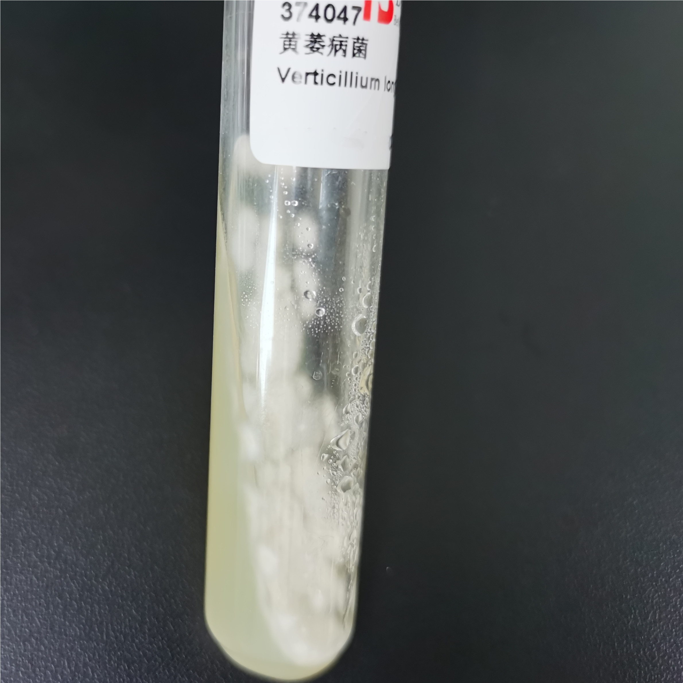Verticillium dahliae-BNCC
