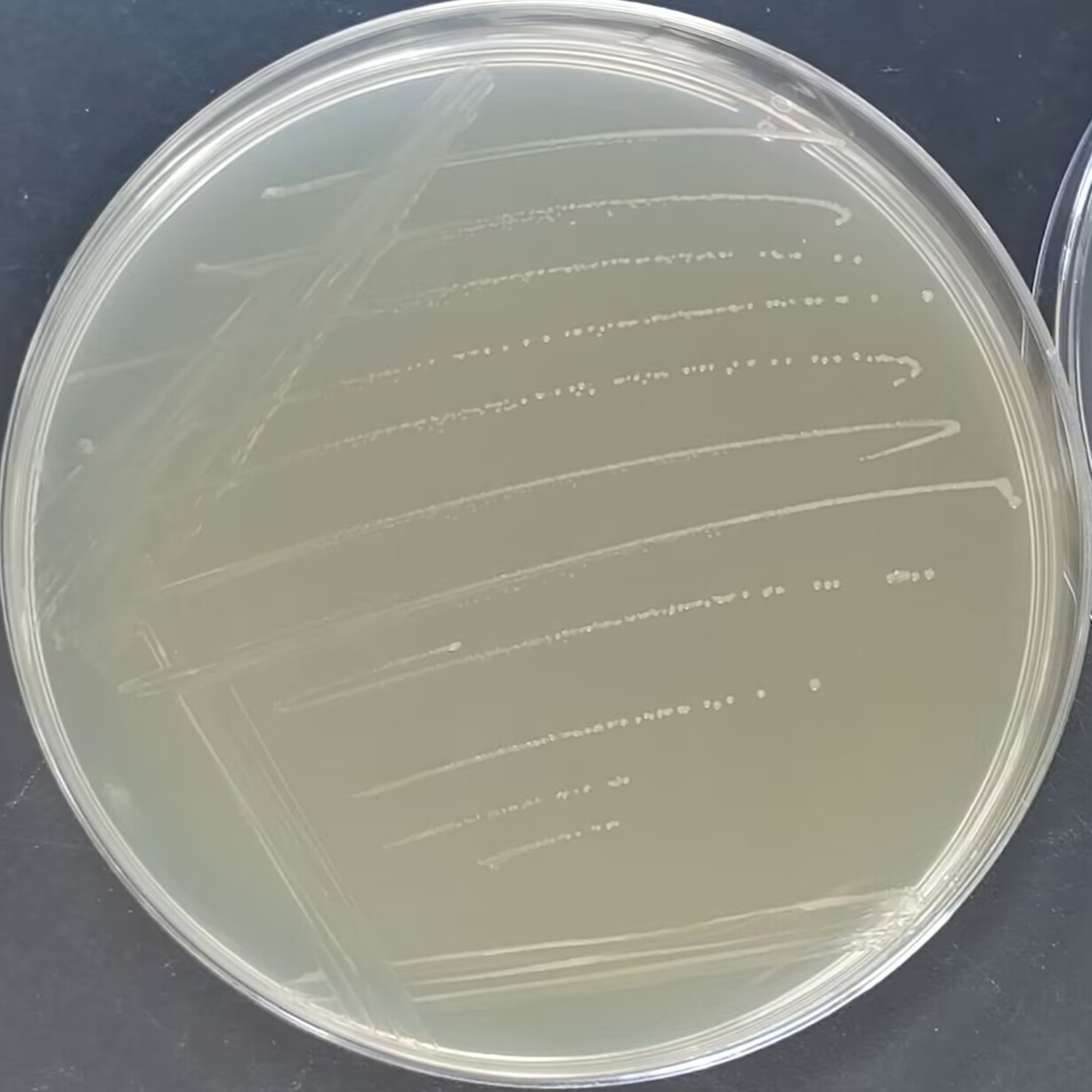 Camphor type Bacillus-BNCC