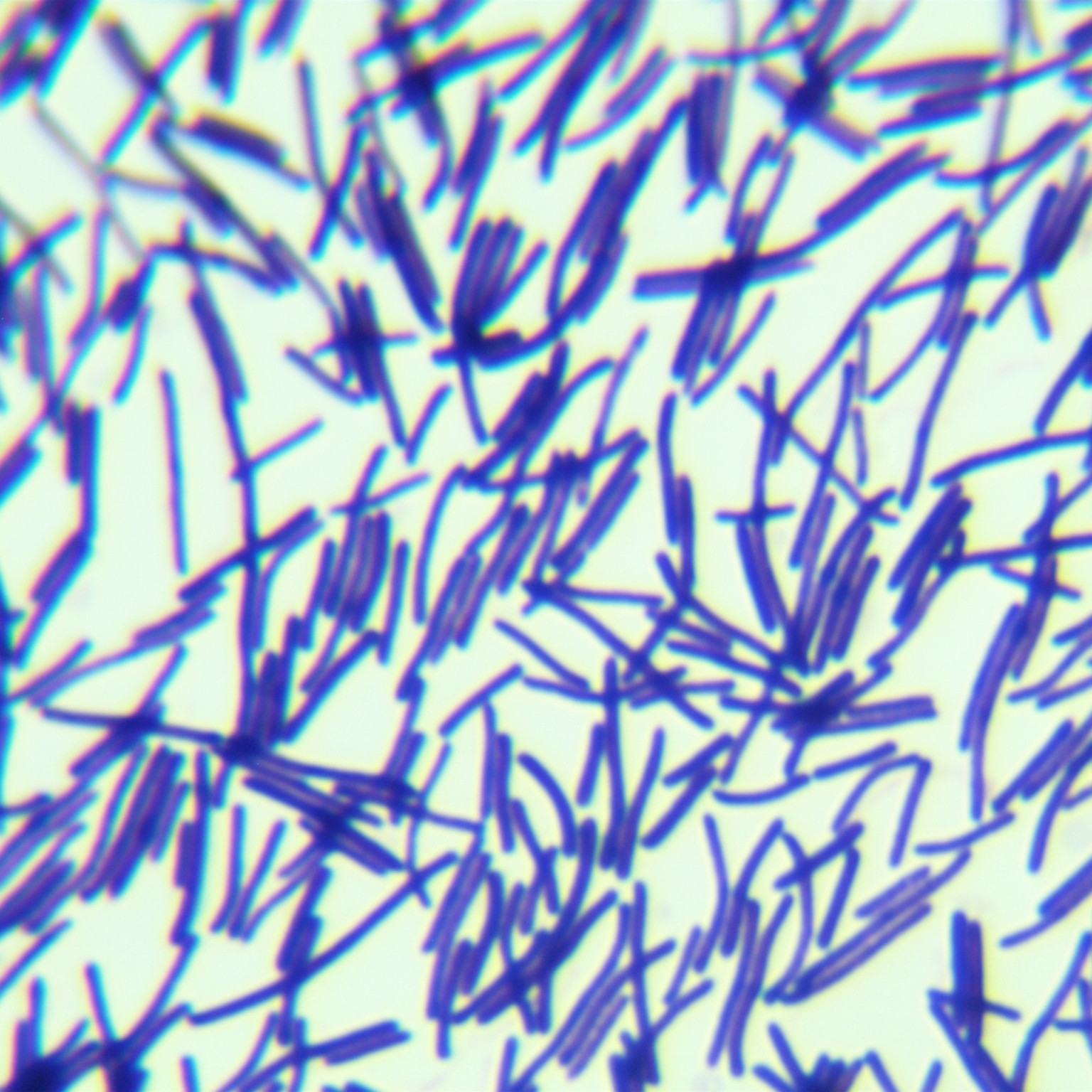 Camphor type Bacillus-BNCC