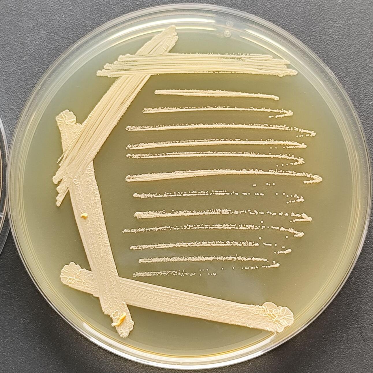 Nocardia pyogenes-BNCC