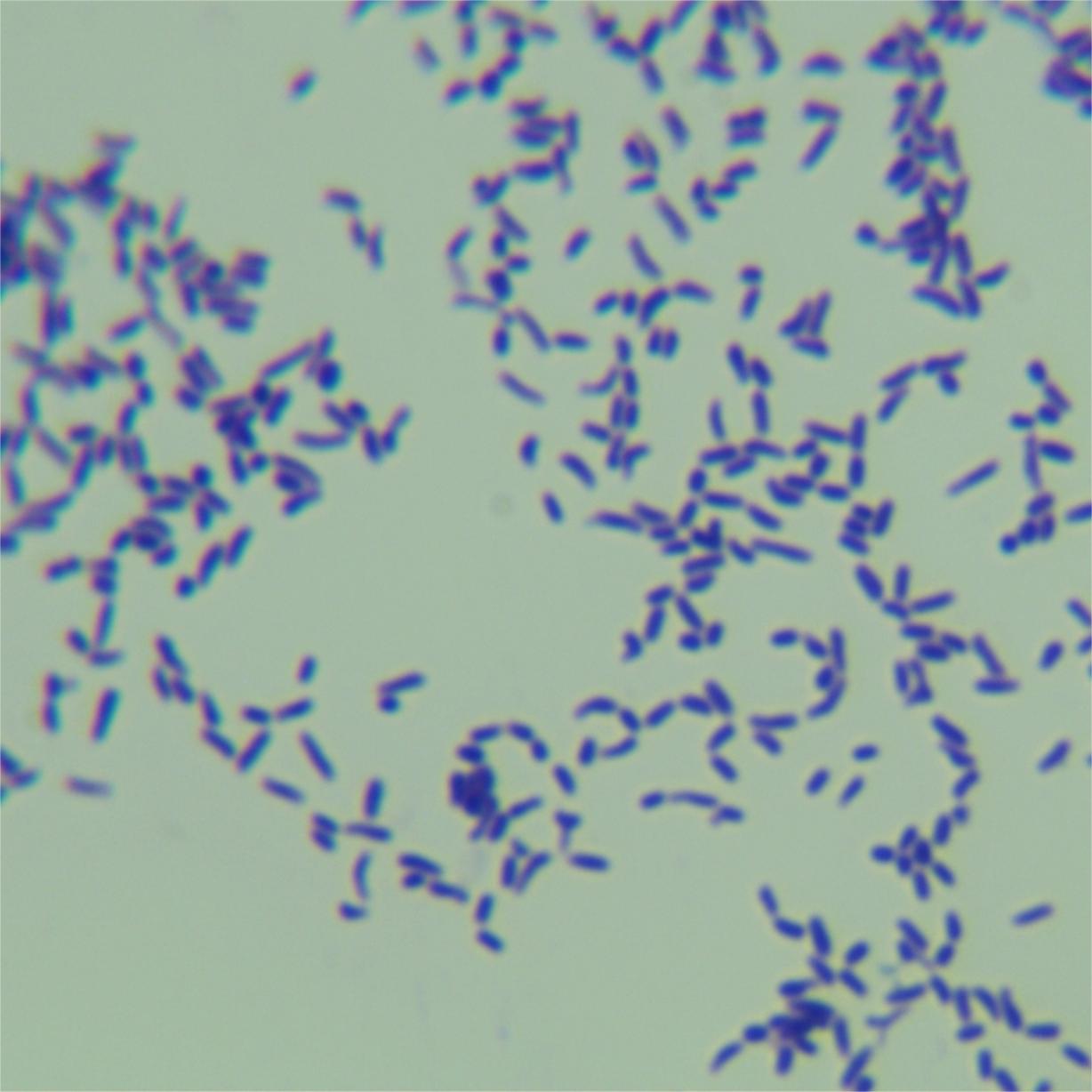 Nocardia pyogenes-BNCC