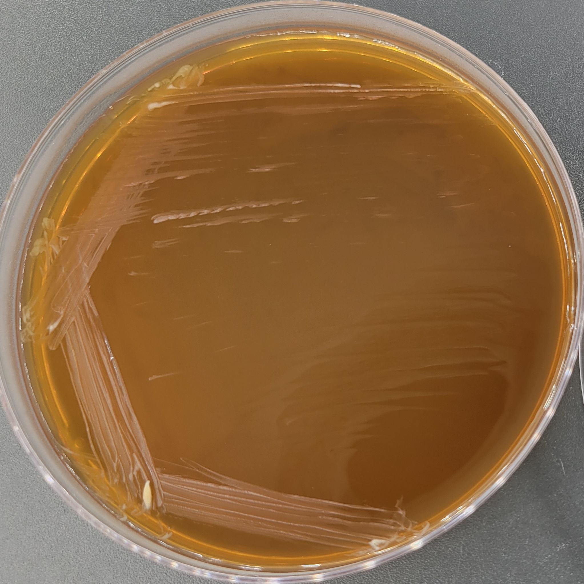 Baianu yeast-BNCC