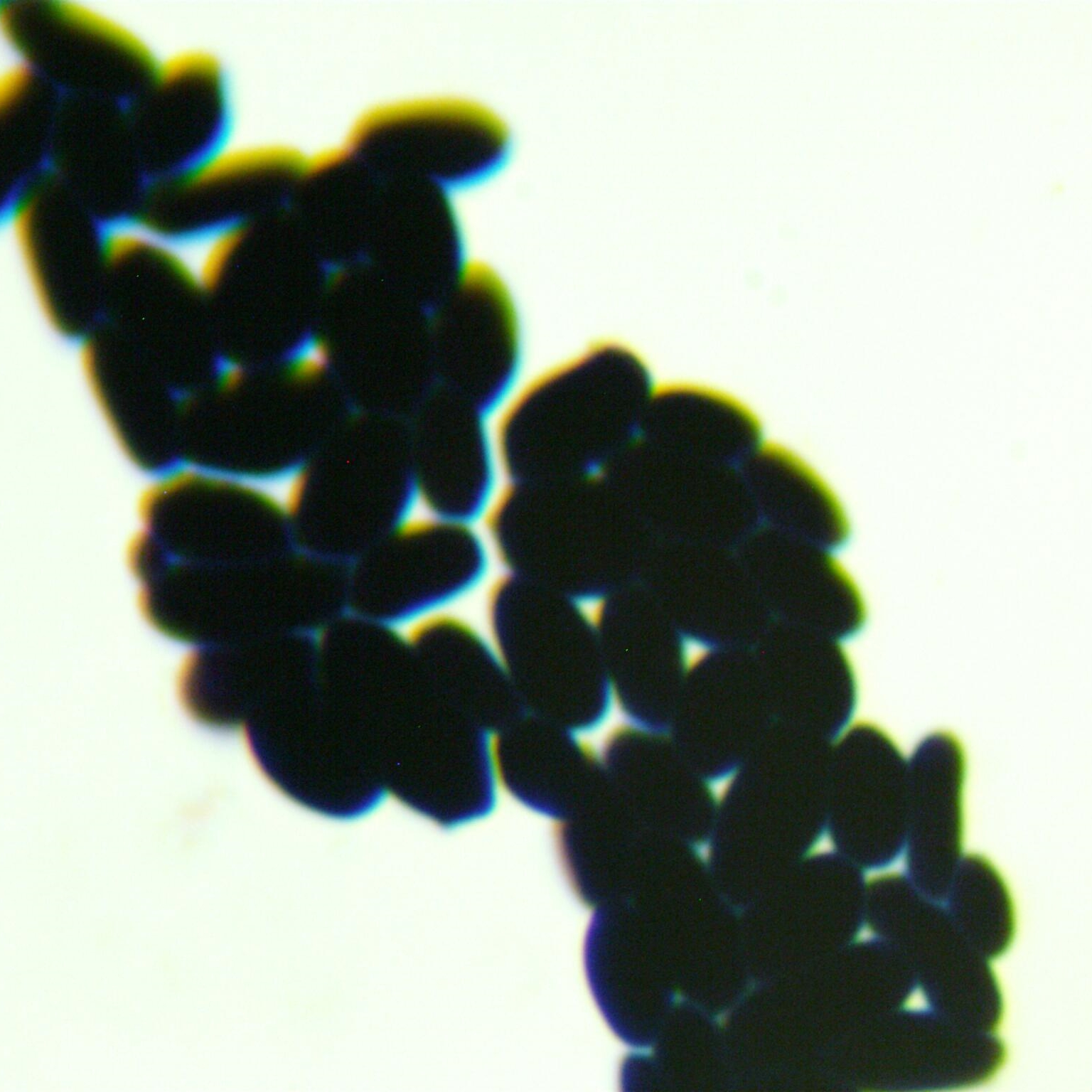 Baianu yeast-BNCC