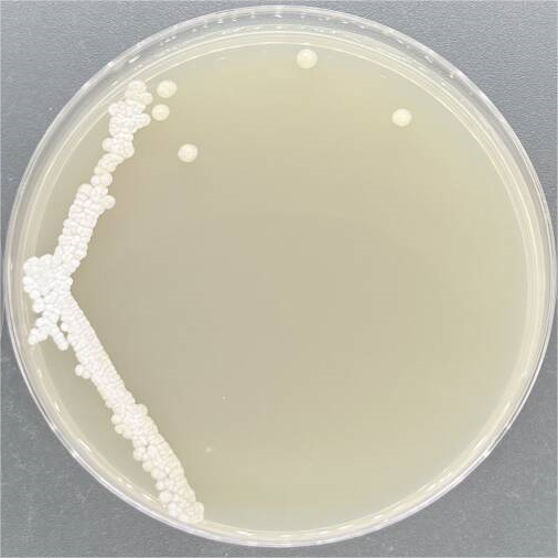 Streptomyces lividans-BNCC