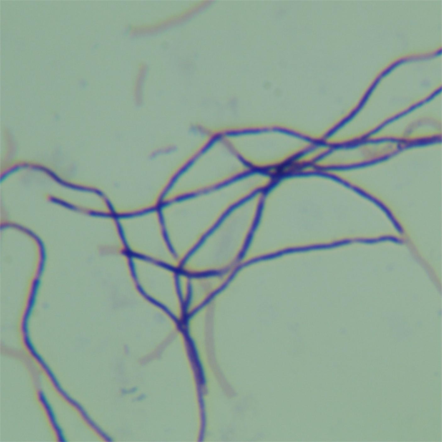 Streptomyces lividans-BNCC