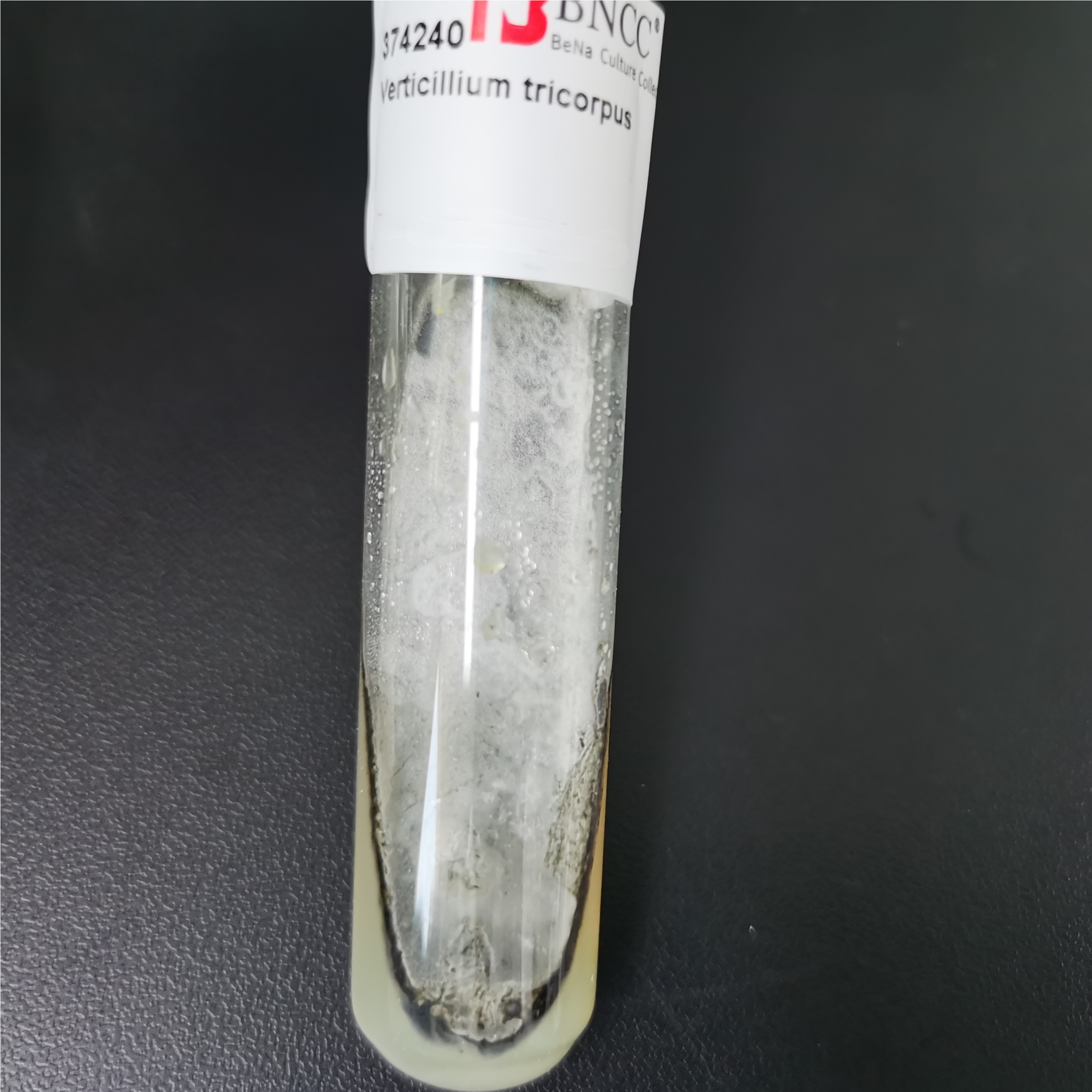 Verticillium tricorpus-BNCC