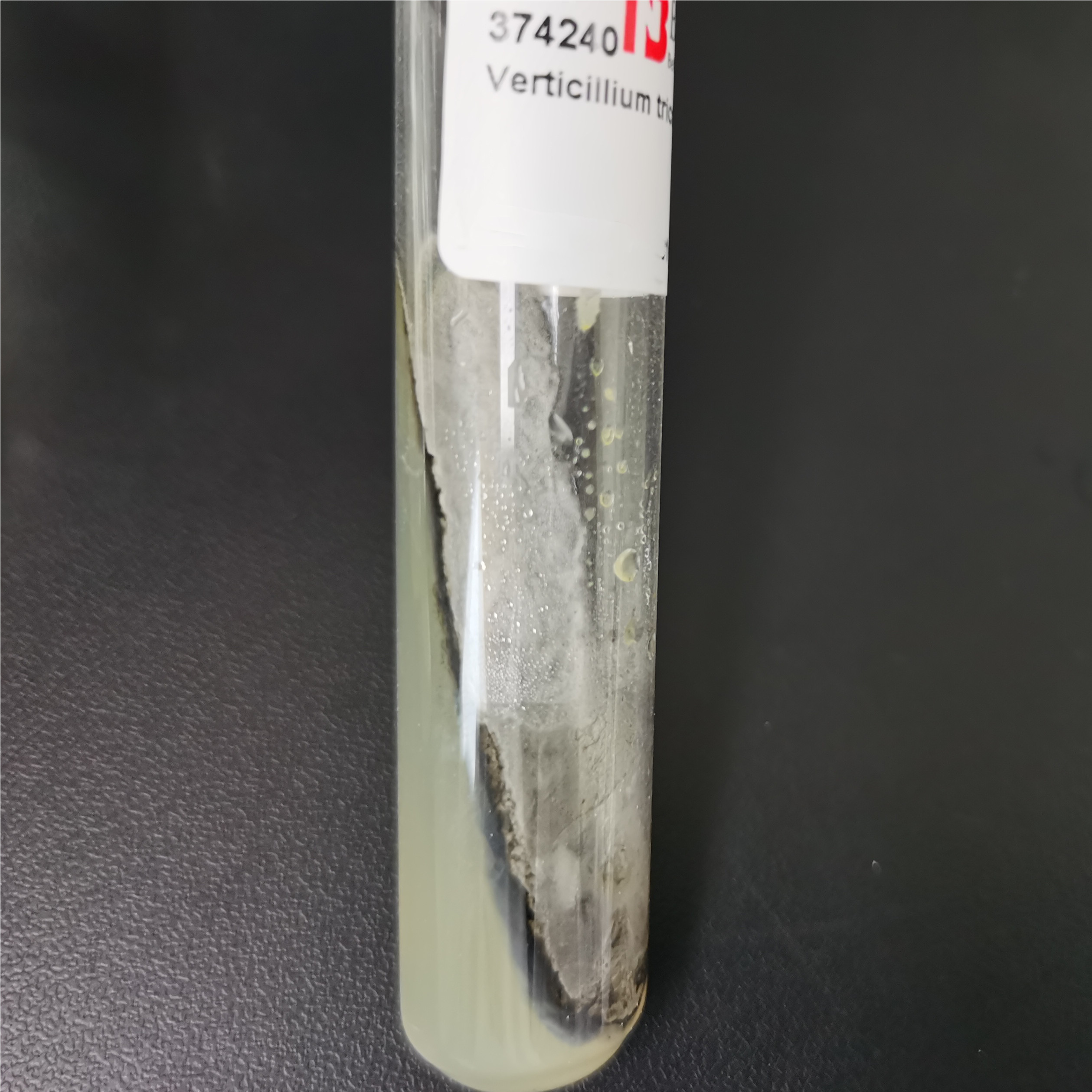 Verticillium tricorpus-BNCC