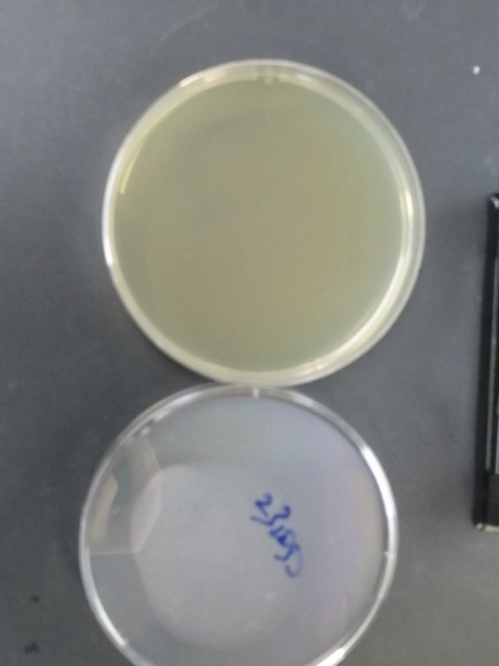 Vibrio cholerae nucleic acid reference substance (Heat-inactivated) (strongly positive)-BNCC