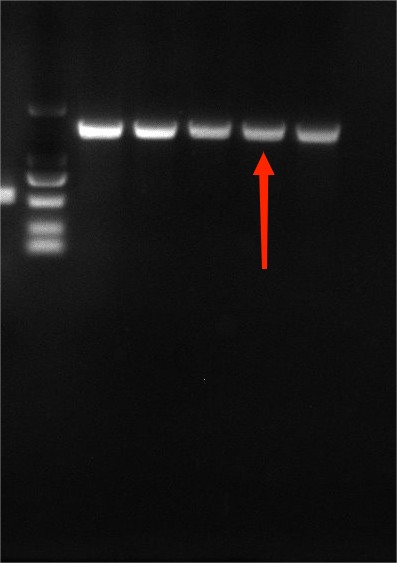 Vibrio cholerae nucleic acid reference substance (Heat-inactivated) (strongly positive)-BNCC