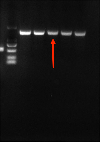 Vibrio parahaemolyticus nucleic acid reference substance (Heat-inactivated) (strongly positive)-BNCC