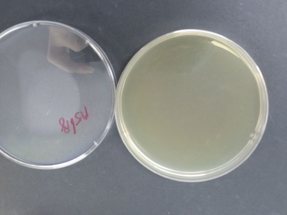 Enterotoxigenic Escherichia coli nucleic acid reference substance (Heat-inactivated) (strongly positive)-BNCC