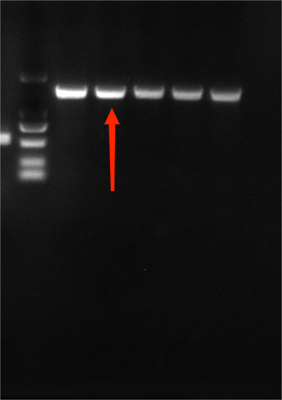 Enterotoxigenic Escherichia coli nucleic acid reference substance (Heat-inactivated) (strongly positive)-BNCC