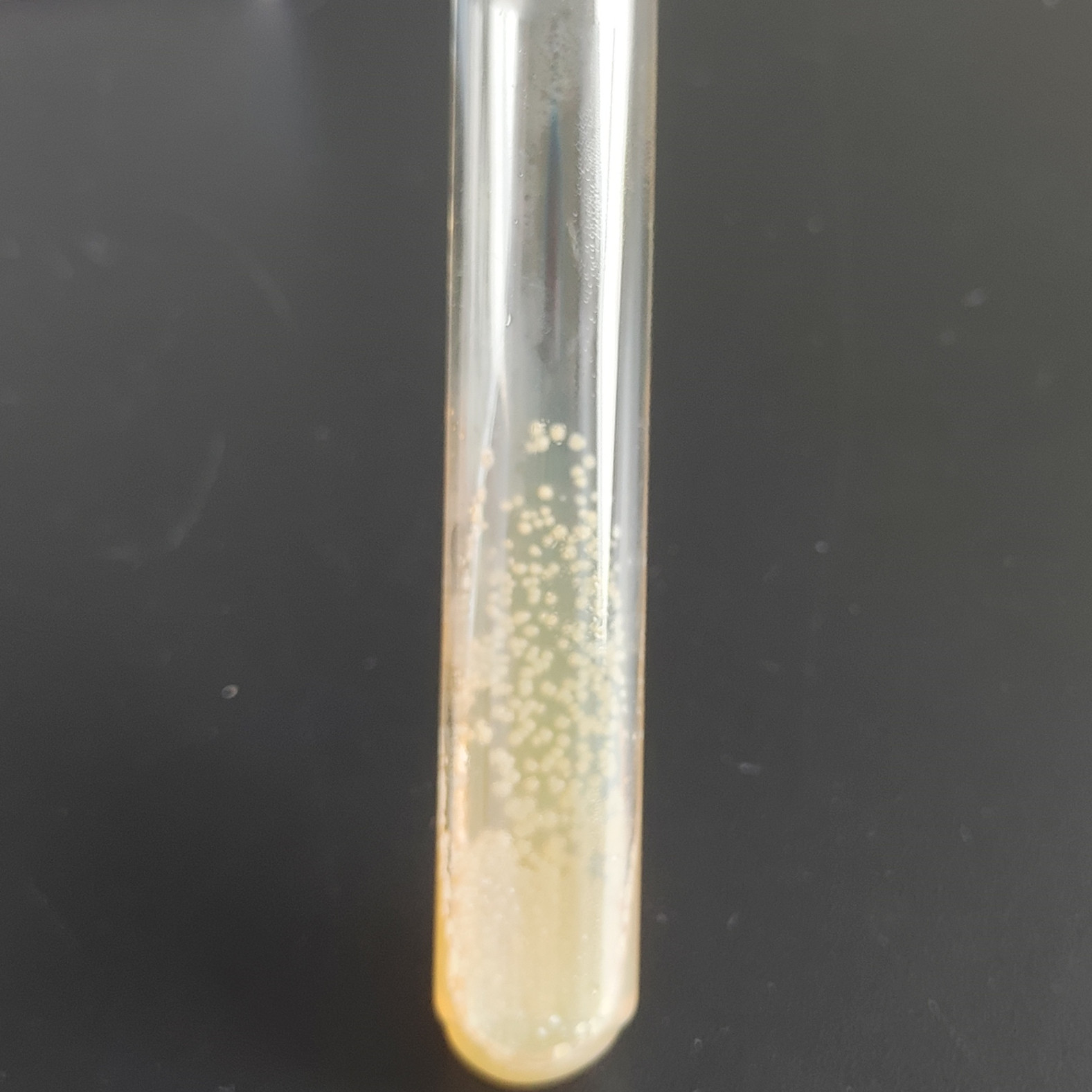 Streptomyces-BNCC